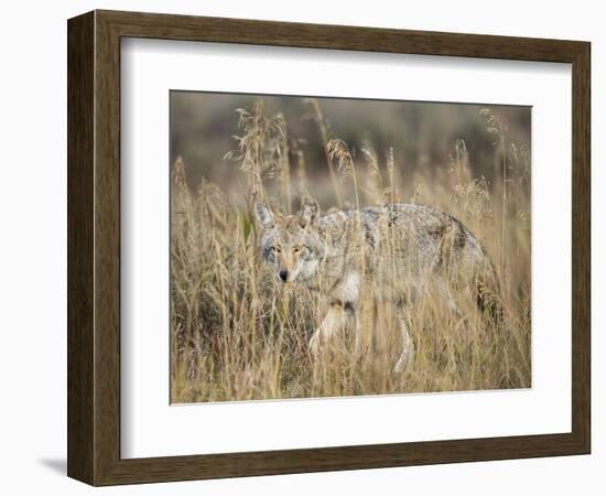 Mountain Coyote, Canis latrans Lestes, Grand Teton National Park, Wyoming-Maresa Pryor-Framed Photographic Print