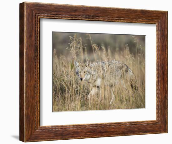 Mountain Coyote, Canis latrans Lestes, Grand Teton National Park, Wyoming-Maresa Pryor-Framed Photographic Print