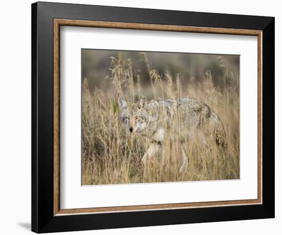 Mountain Coyote, Canis latrans Lestes, Grand Teton National Park, Wyoming-Maresa Pryor-Framed Photographic Print