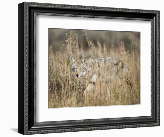 Mountain Coyote, Canis latrans Lestes, Grand Teton National Park, Wyoming-Maresa Pryor-Framed Photographic Print