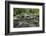 Mountain creek flowing through dense forest woods near the Appalachian Trail, North Carolina, Unite-Jon Reaves-Framed Photographic Print