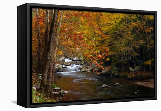 Mountain creek with fall colors, Smoky Mountains, Tennessee-Anna Miller-Framed Premier Image Canvas