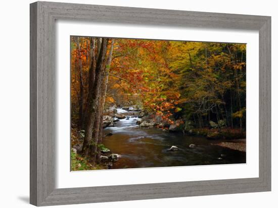 Mountain creek with fall colors, Smoky Mountains, Tennessee-Anna Miller-Framed Photographic Print