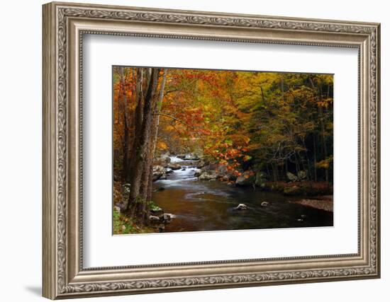 Mountain creek with fall colors, Smoky Mountains, Tennessee-Anna Miller-Framed Photographic Print