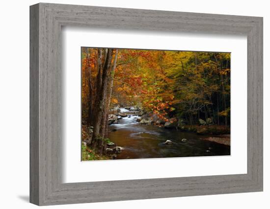 Mountain creek with fall colors, Smoky Mountains, Tennessee-Anna Miller-Framed Photographic Print