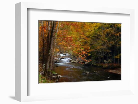 Mountain creek with fall colors, Smoky Mountains, Tennessee-Anna Miller-Framed Photographic Print