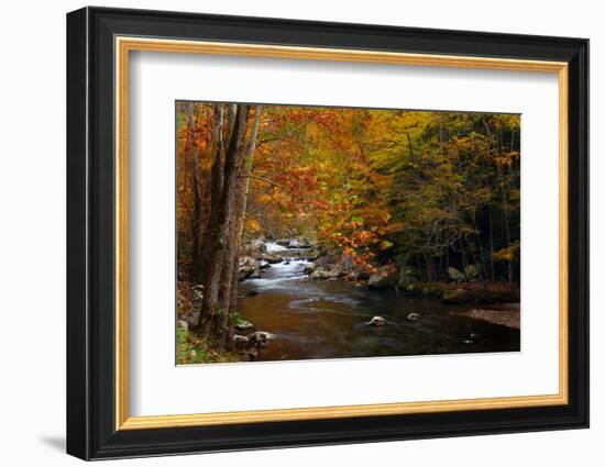 Mountain creek with fall colors, Smoky Mountains, Tennessee-Anna Miller-Framed Photographic Print