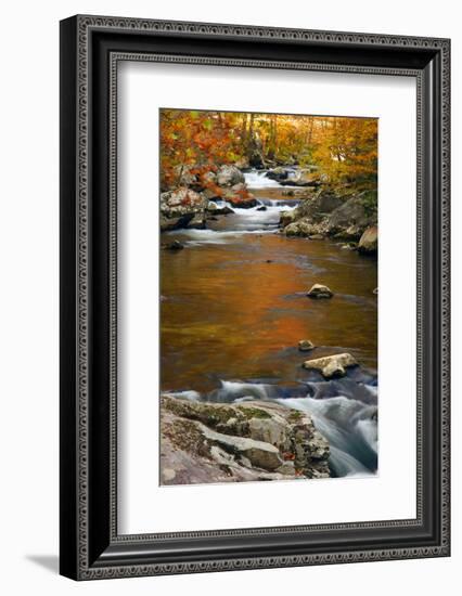 Mountain creek with fall colors, Smoky Mountains, Tennessee-Anna Miller-Framed Photographic Print