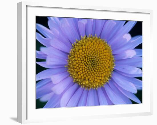 Mountain Daisy, Mt. Rainier National Park, Washington, USA-Jamie & Judy Wild-Framed Photographic Print