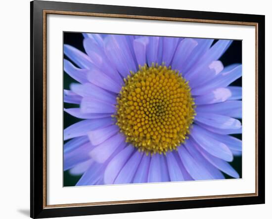 Mountain Daisy, Mt. Rainier National Park, Washington, USA-Jamie & Judy Wild-Framed Photographic Print