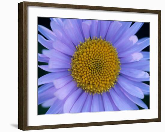 Mountain Daisy, Mt. Rainier National Park, Washington, USA-Jamie & Judy Wild-Framed Photographic Print