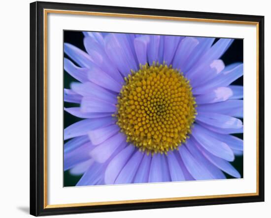 Mountain Daisy, Mt. Rainier National Park, Washington, USA-Jamie & Judy Wild-Framed Photographic Print