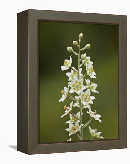 Mountain Death Camas (Zigadenus Elegans), Waterton Lakes Nat'l Park, Alberta, Canada-James Hager-Framed Premier Image Canvas