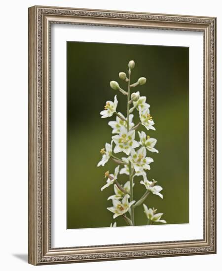 Mountain Death Camas (Zigadenus Elegans), Waterton Lakes Nat'l Park, Alberta, Canada-James Hager-Framed Photographic Print