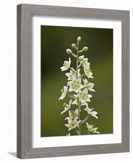 Mountain Death Camas (Zigadenus Elegans), Waterton Lakes Nat'l Park, Alberta, Canada-James Hager-Framed Photographic Print