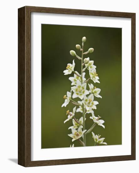 Mountain Death Camas (Zigadenus Elegans), Waterton Lakes Nat'l Park, Alberta, Canada-James Hager-Framed Photographic Print