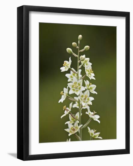 Mountain Death Camas (Zigadenus Elegans), Waterton Lakes Nat'l Park, Alberta, Canada-James Hager-Framed Photographic Print