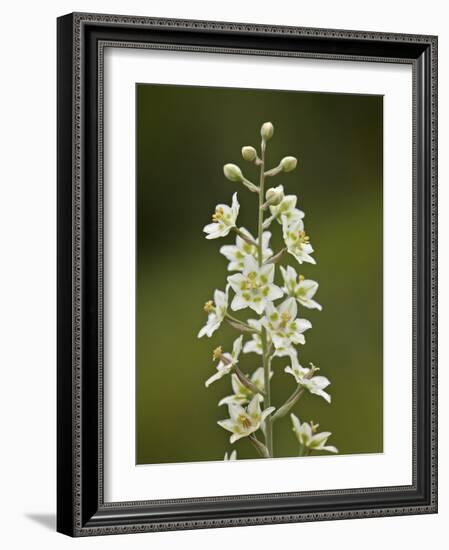 Mountain Death Camas (Zigadenus Elegans), Waterton Lakes Nat'l Park, Alberta, Canada-James Hager-Framed Photographic Print