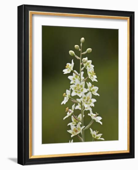 Mountain Death Camas (Zigadenus Elegans), Waterton Lakes Nat'l Park, Alberta, Canada-James Hager-Framed Photographic Print