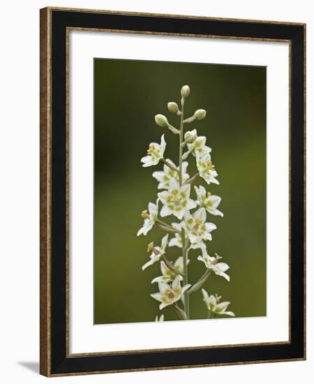 Mountain Death Camas (Zigadenus Elegans), Waterton Lakes Nat'l Park, Alberta, Canada-James Hager-Framed Photographic Print