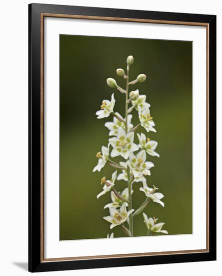 Mountain Death Camas (Zigadenus Elegans), Waterton Lakes Nat'l Park, Alberta, Canada-James Hager-Framed Photographic Print