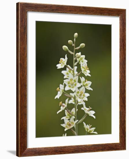 Mountain Death Camas (Zigadenus Elegans), Waterton Lakes Nat'l Park, Alberta, Canada-James Hager-Framed Photographic Print