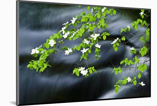 Mountain Dogwood Above the Merced River, California, Usa-Russ Bishop-Mounted Photographic Print