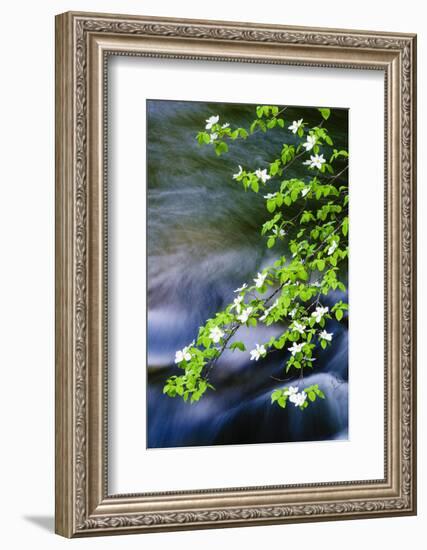 Mountain Dogwood Above the Merced River, California, Usa-Russ Bishop-Framed Photographic Print