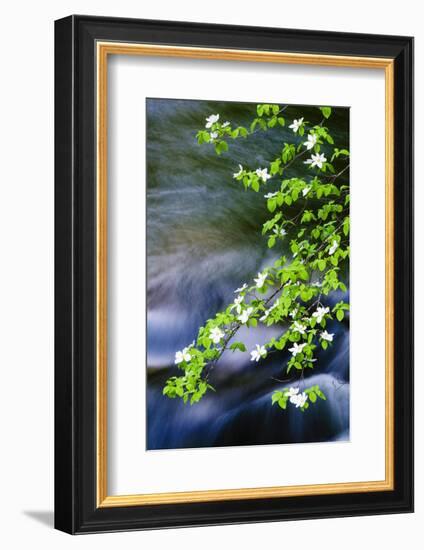 Mountain Dogwood Above the Merced River, California, Usa-Russ Bishop-Framed Photographic Print