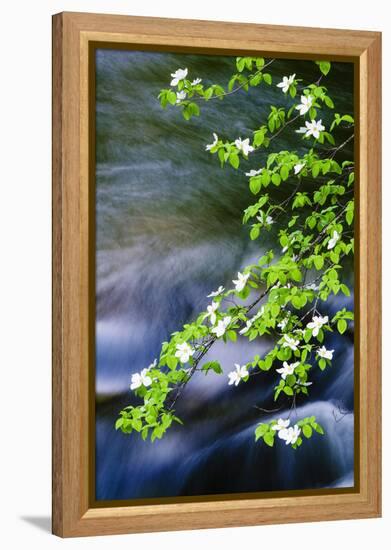 Mountain Dogwood Above the Merced River, California, Usa-Russ Bishop-Framed Premier Image Canvas