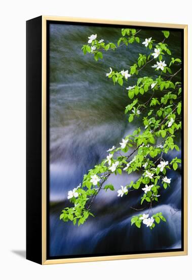 Mountain Dogwood Above the Merced River, California, Usa-Russ Bishop-Framed Premier Image Canvas