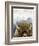 Mountain Fluffy Bison-Marcus Prime-Framed Premium Giclee Print