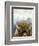 Mountain Fluffy Bison-Marcus Prime-Framed Premium Giclee Print