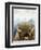Mountain Fluffy Bison-Marcus Prime-Framed Premium Giclee Print