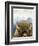 Mountain Fluffy Bison-Marcus Prime-Framed Premium Giclee Print