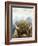 Mountain Fluffy Bison-Marcus Prime-Framed Art Print