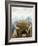 Mountain Fluffy Bison-Marcus Prime-Framed Art Print