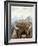 Mountain Fluffy Bison-Marcus Prime-Framed Art Print