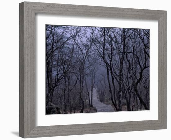 Mountain Forest Path, Mt. Huangshan (Yellow Mountain), China-Keren Su-Framed Photographic Print