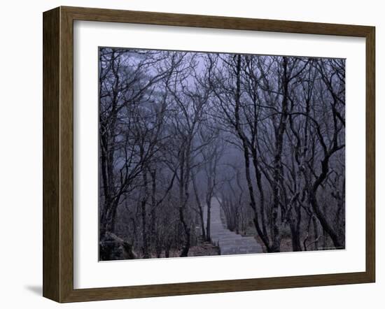 Mountain Forest Path, Mt. Huangshan (Yellow Mountain), China-Keren Su-Framed Photographic Print