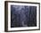 Mountain Forest Path, Mt. Huangshan (Yellow Mountain), China-Keren Su-Framed Photographic Print