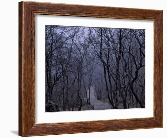 Mountain Forest Path, Mt. Huangshan (Yellow Mountain), China-Keren Su-Framed Photographic Print