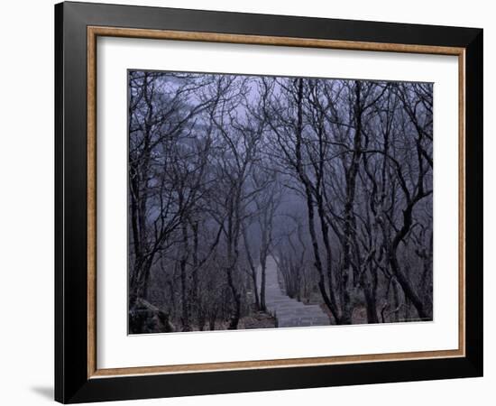 Mountain Forest Path, Mt. Huangshan (Yellow Mountain), China-Keren Su-Framed Photographic Print