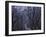 Mountain Forest Path, Mt. Huangshan (Yellow Mountain), China-Keren Su-Framed Photographic Print