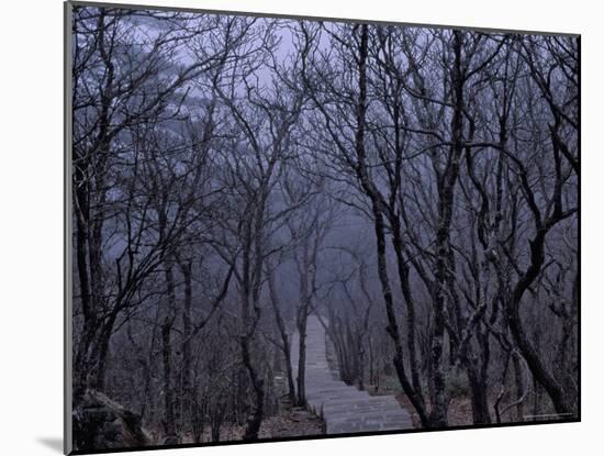 Mountain Forest Path, Mt. Huangshan (Yellow Mountain), China-Keren Su-Mounted Photographic Print