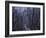 Mountain Forest Path, Mt. Huangshan (Yellow Mountain), China-Keren Su-Framed Photographic Print