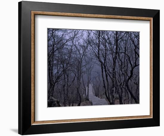 Mountain Forest Path, Mt. Huangshan (Yellow Mountain), China-Keren Su-Framed Photographic Print