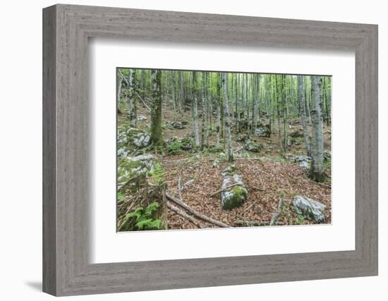 Mountain Forest-Rob Tilley-Framed Photographic Print