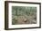 Mountain Forest-Rob Tilley-Framed Photographic Print