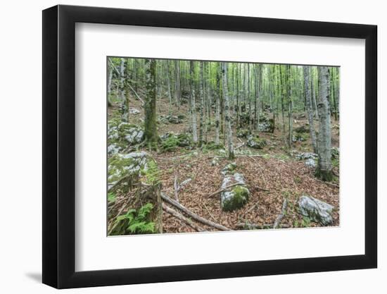 Mountain Forest-Rob Tilley-Framed Photographic Print